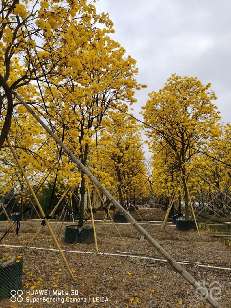 广东大量出售多花黄花风铃木价格优惠有须联系