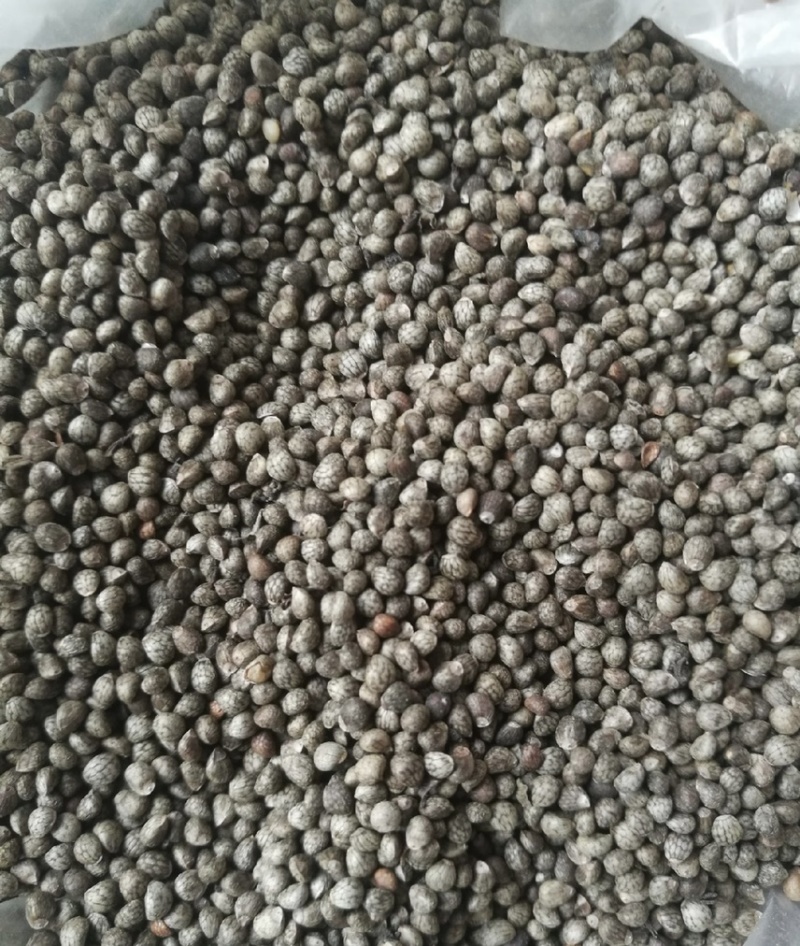 白苏子厂家大量出货白苏子灰苏子紫苏子高质量出油高