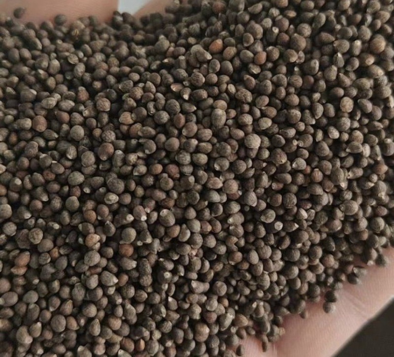 白苏子厂家大量出货白苏子灰苏子紫苏子高质量出油高