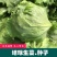 四季结球生菜种子圆球生菜春夏秋播球形阳台庭院大棚室外蔬菜