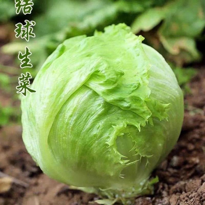四季结球生菜种子圆球生菜春夏秋播球形阳台庭院大棚室外蔬菜