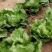 四季结球生菜种子圆球生菜春夏秋播球形阳台庭院大棚室外蔬菜