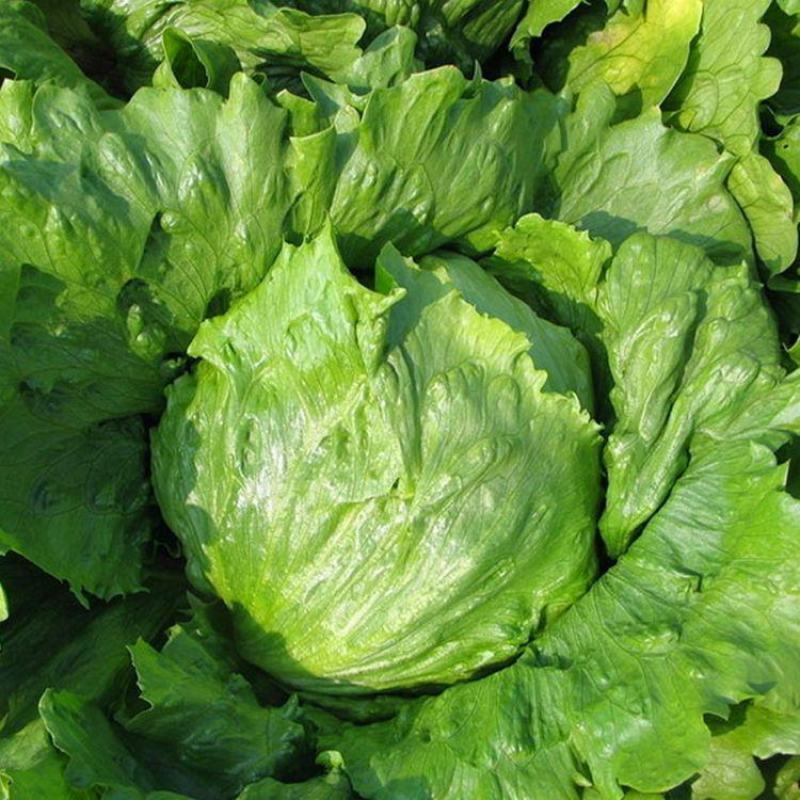 四季结球生菜种子圆球生菜春夏秋播球形阳台庭院大棚室外蔬菜