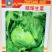 四季结球生菜种子圆球生菜春夏秋播球形阳台庭院大棚室外蔬菜