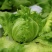 四季结球生菜种子圆球生菜春夏秋播球形阳台庭院大棚室外蔬菜