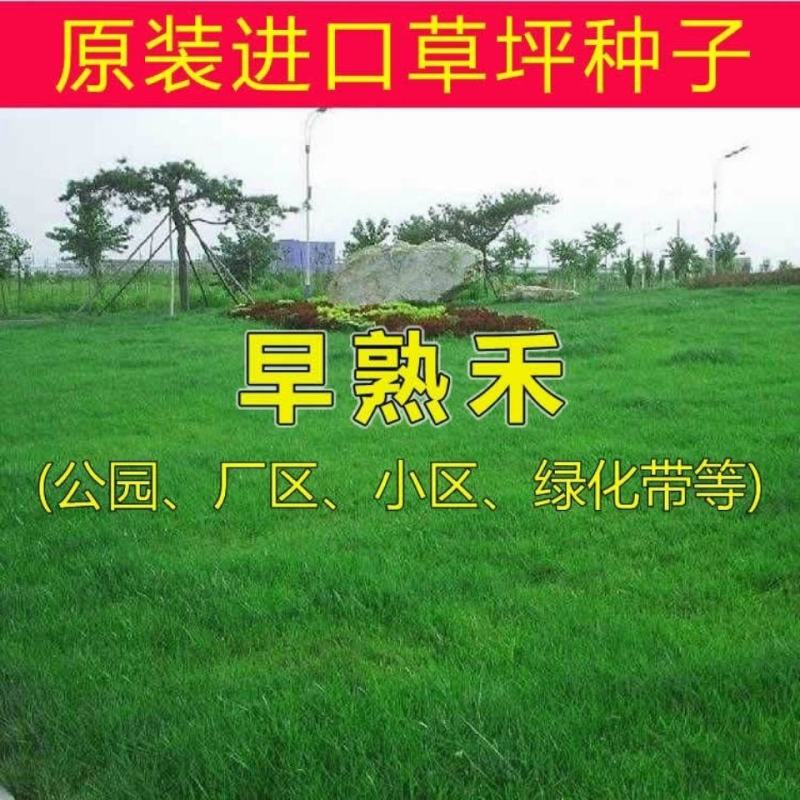 早熟禾草坪草籽，四季常青庭院绿化地毯草种子草皮籽草坪种子