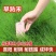 早熟禾草坪草籽，四季常青庭院绿化地毯草种子草皮籽草坪种子