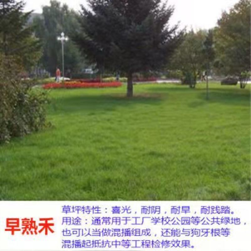 早熟禾草坪草籽，四季常青庭院绿化地毯草种子草皮籽草坪种子