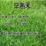 早熟禾草坪草籽，四季常青庭院绿化地毯草种子草皮籽草坪种子