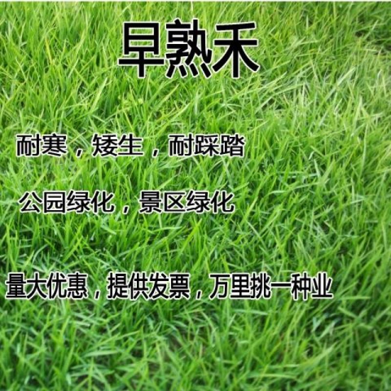 早熟禾草坪草籽，四季常青庭院绿化地毯草种子草皮籽草坪种子