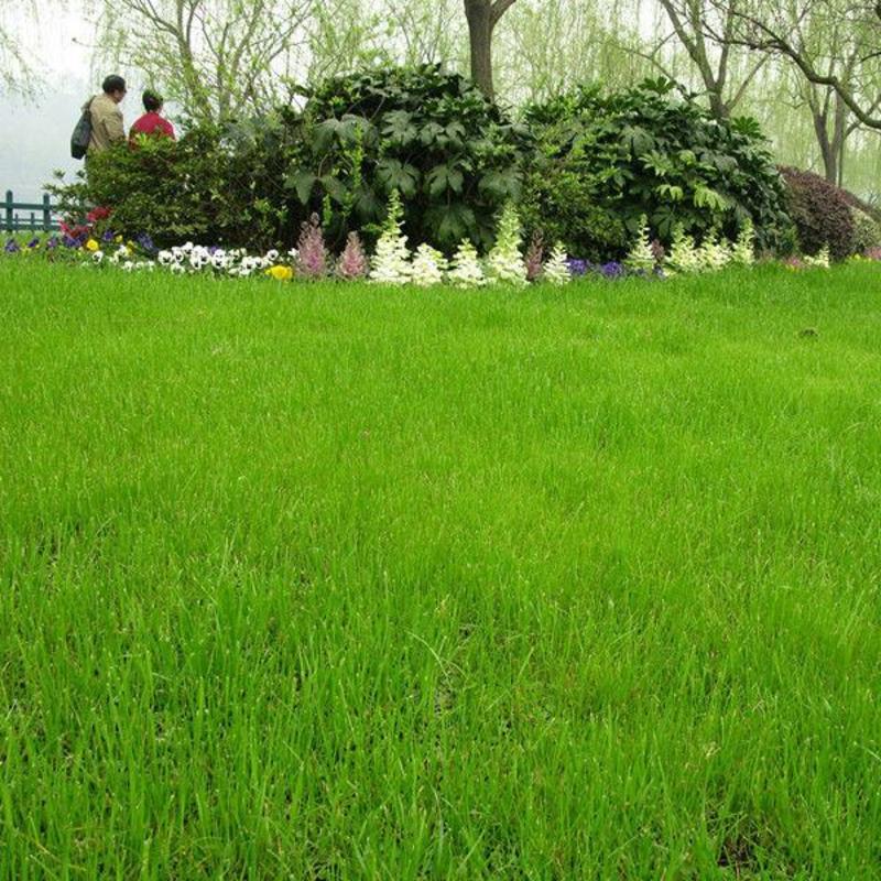 早熟禾草坪草籽，四季常青庭院绿化地毯草种子草皮籽草坪种子