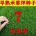 早熟禾草坪草籽，四季常青庭院绿化地毯草种子草皮籽草坪种子
