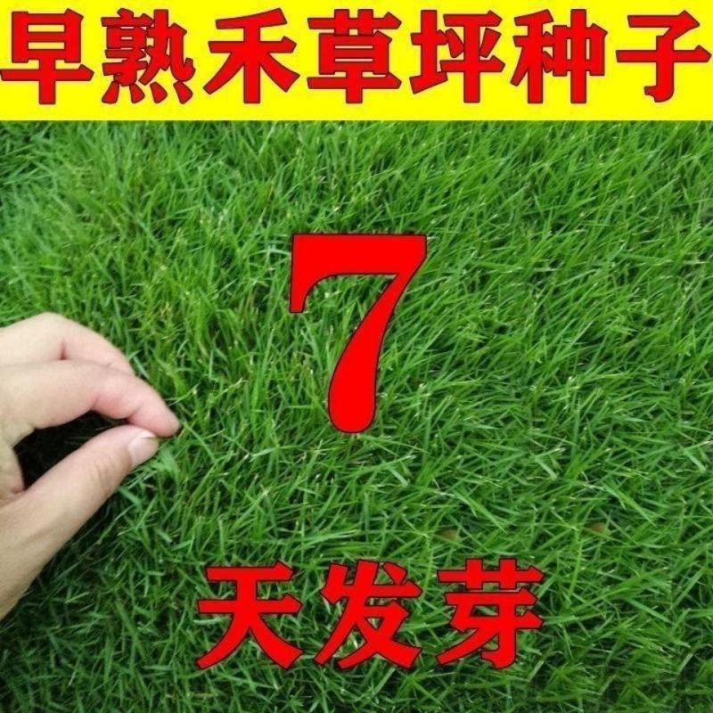 早熟禾草坪草籽，四季常青庭院绿化地毯草种子草皮籽草坪种子