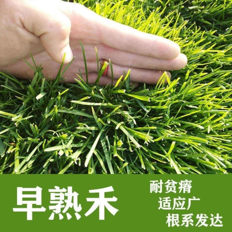 早熟禾草坪草籽，四季常青庭院绿化地毯草种子草皮籽草坪种子