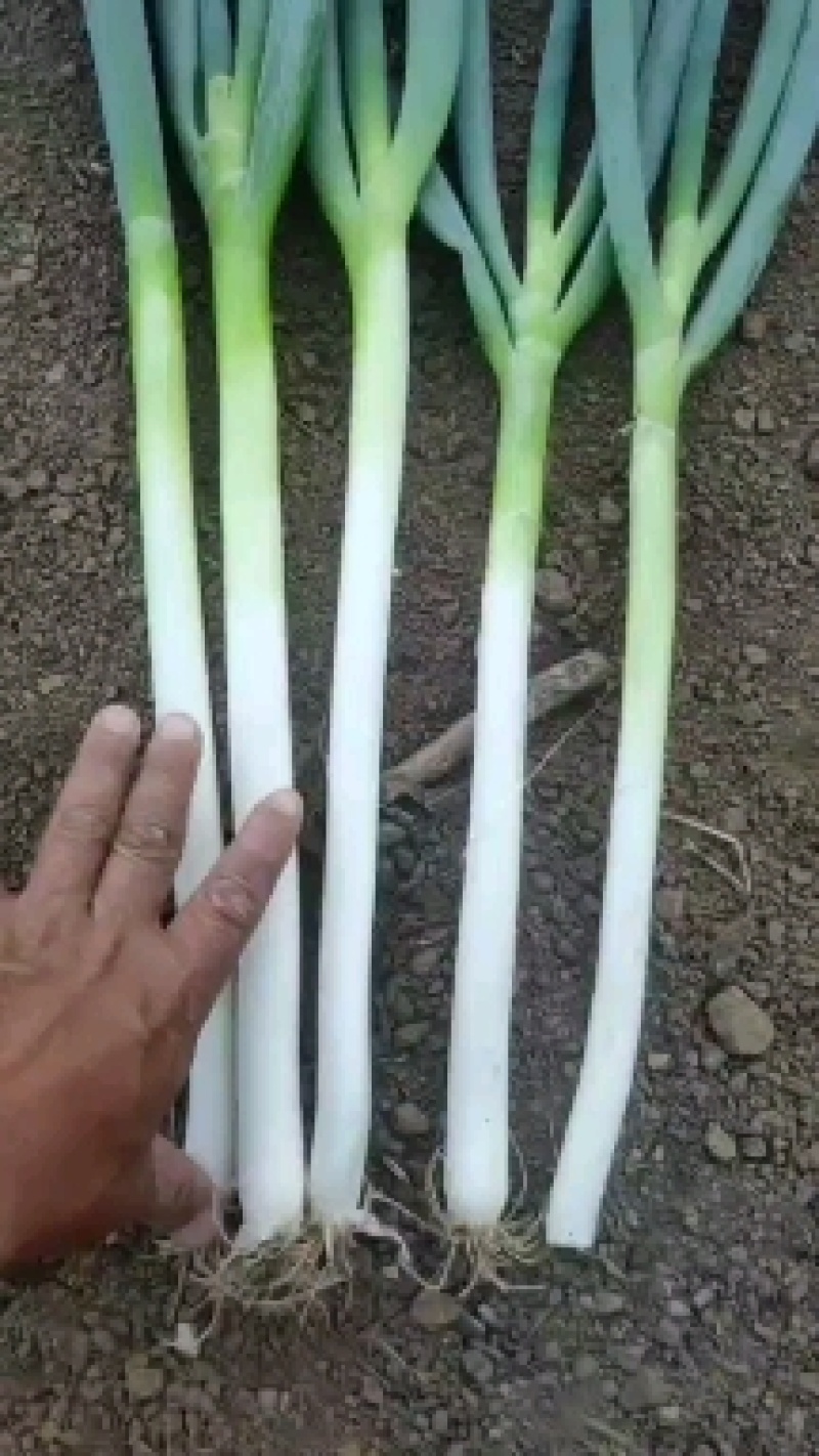 河南大葱，铁杆大葱规模种植，视频看货，线上保障交易