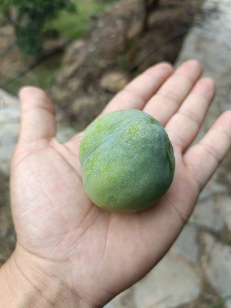 青脆李子