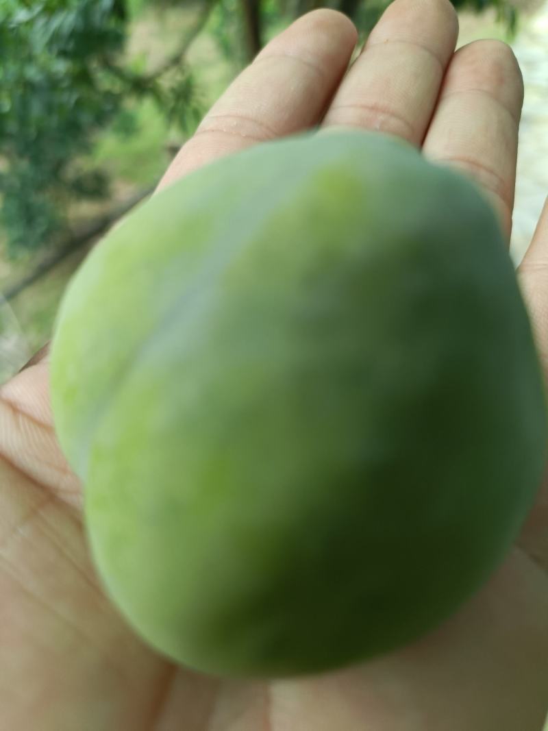青脆李子