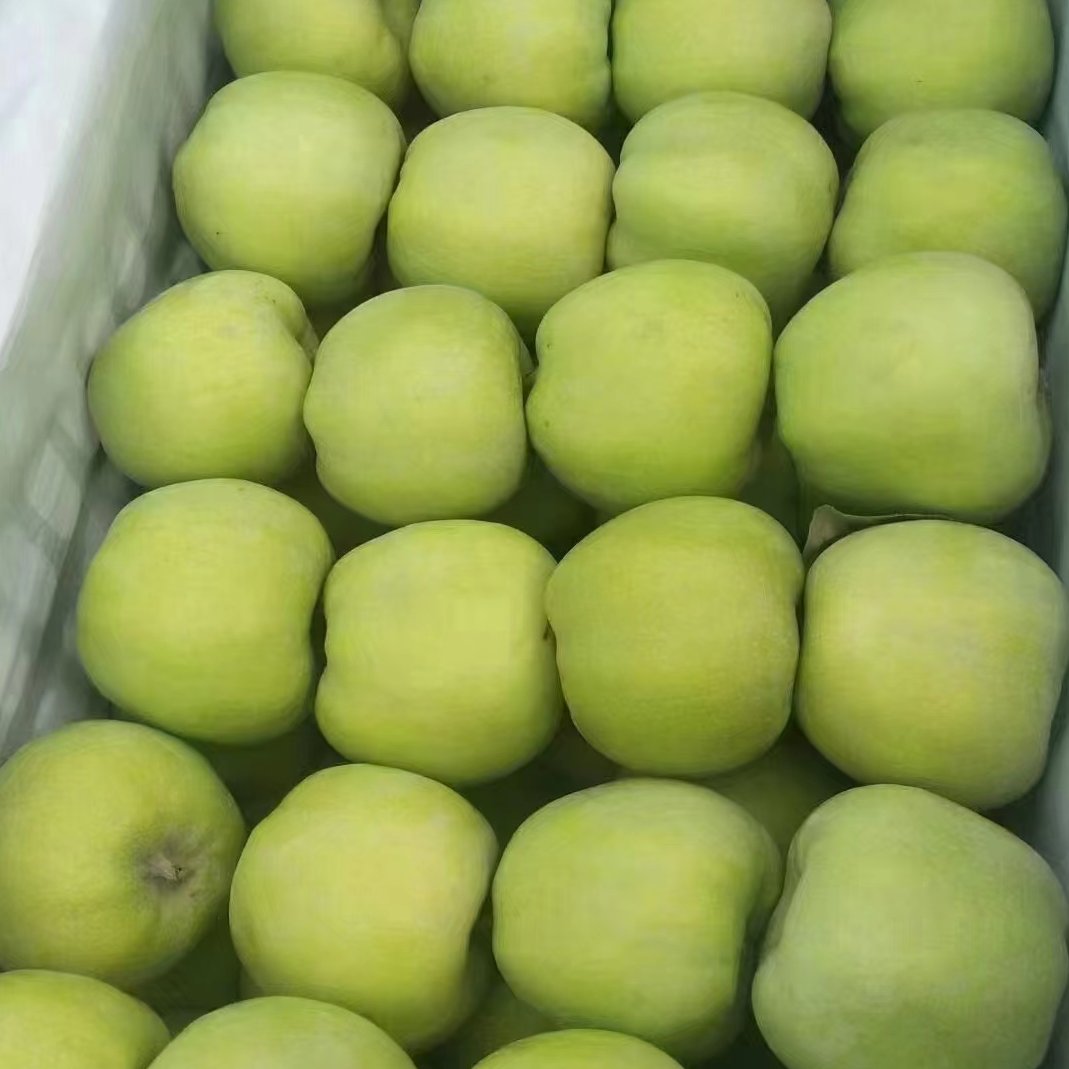 藤木一号苹果的简介：优质品种与市场前景解析- 一亩田