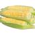 甜玉米水果玉米爆浆水果玉米一件代发量大从优