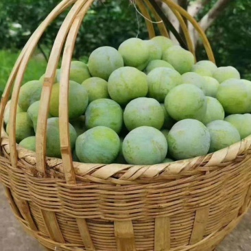 青脆李子