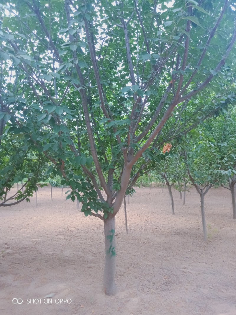 樱花树