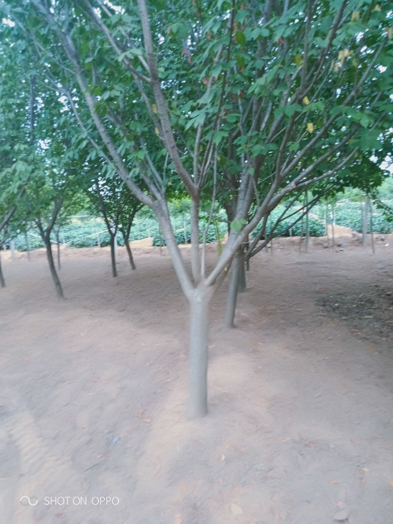 樱花树