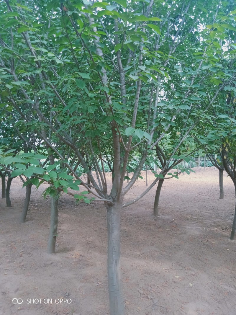 樱花树