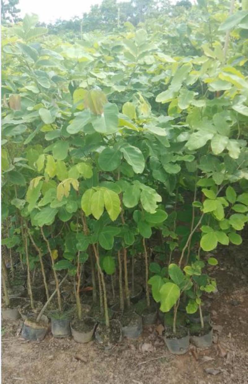 珍稀红木树种檀香紫檀苗正宗印度小叶紫檀树苗带土常绿名贵