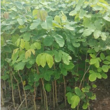 珍稀红木树种檀香紫檀苗正宗印度小叶紫檀树苗带土常绿名贵