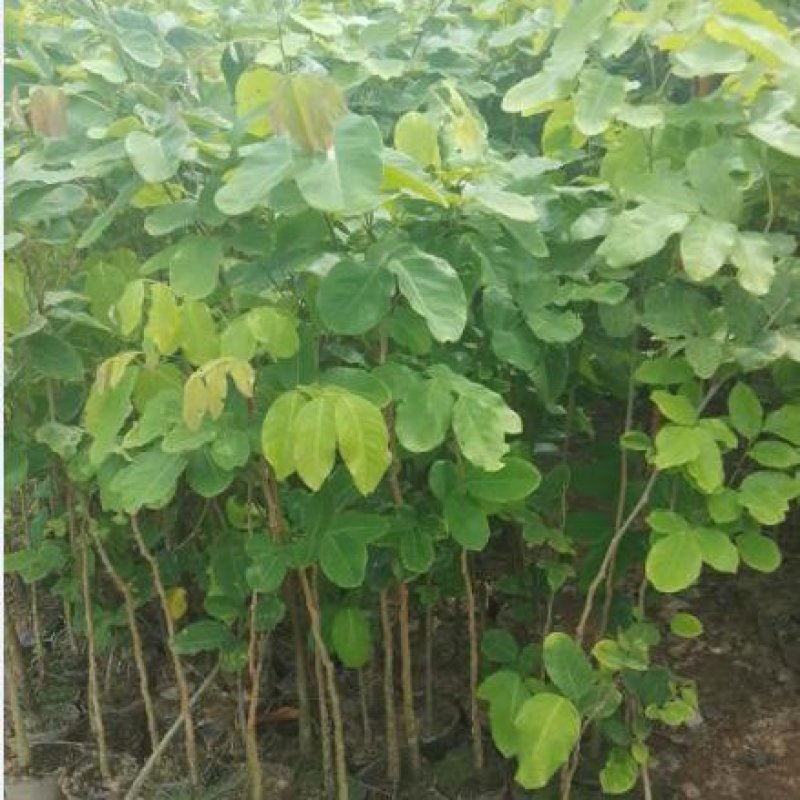 珍稀红木树种檀香紫檀苗正宗印度小叶紫檀树苗带土常绿名贵