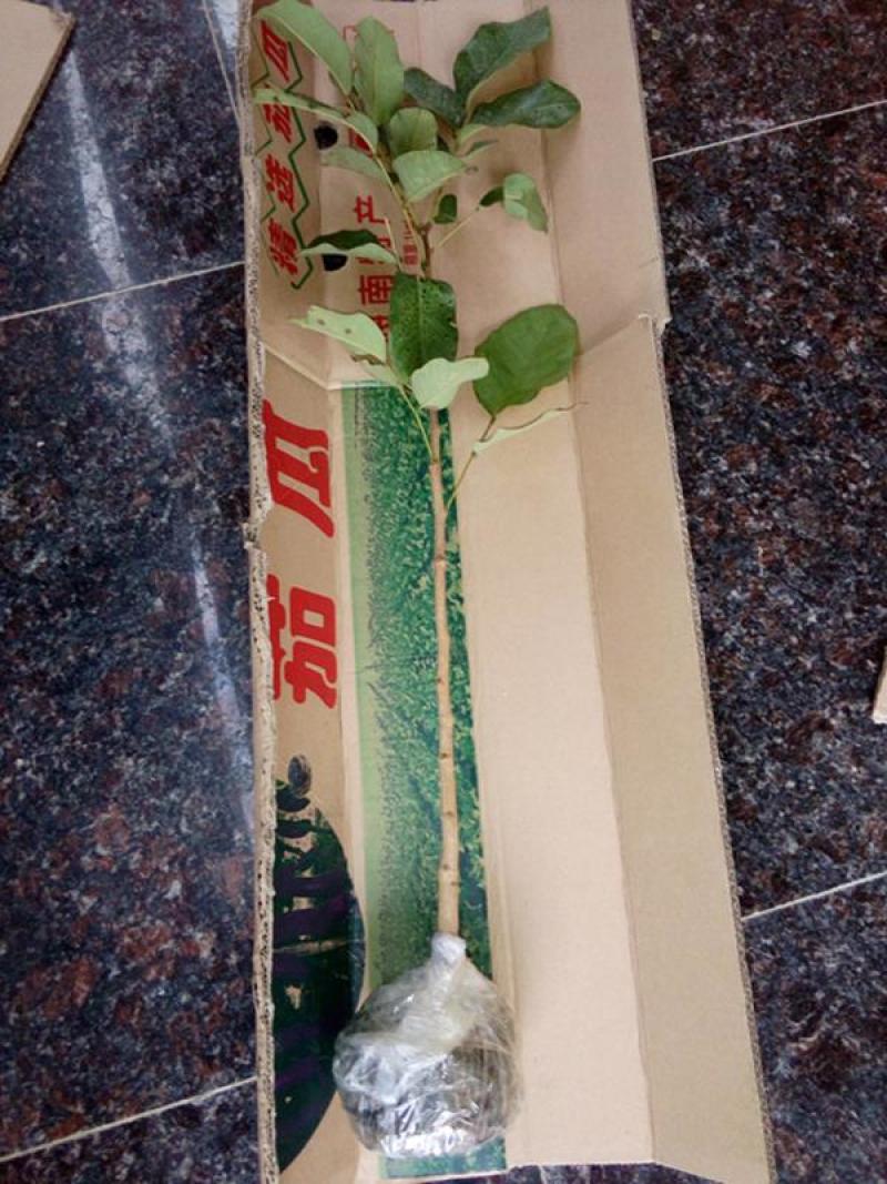 珍稀红木树种檀香紫檀苗正宗印度小叶紫檀树苗带土常绿名贵