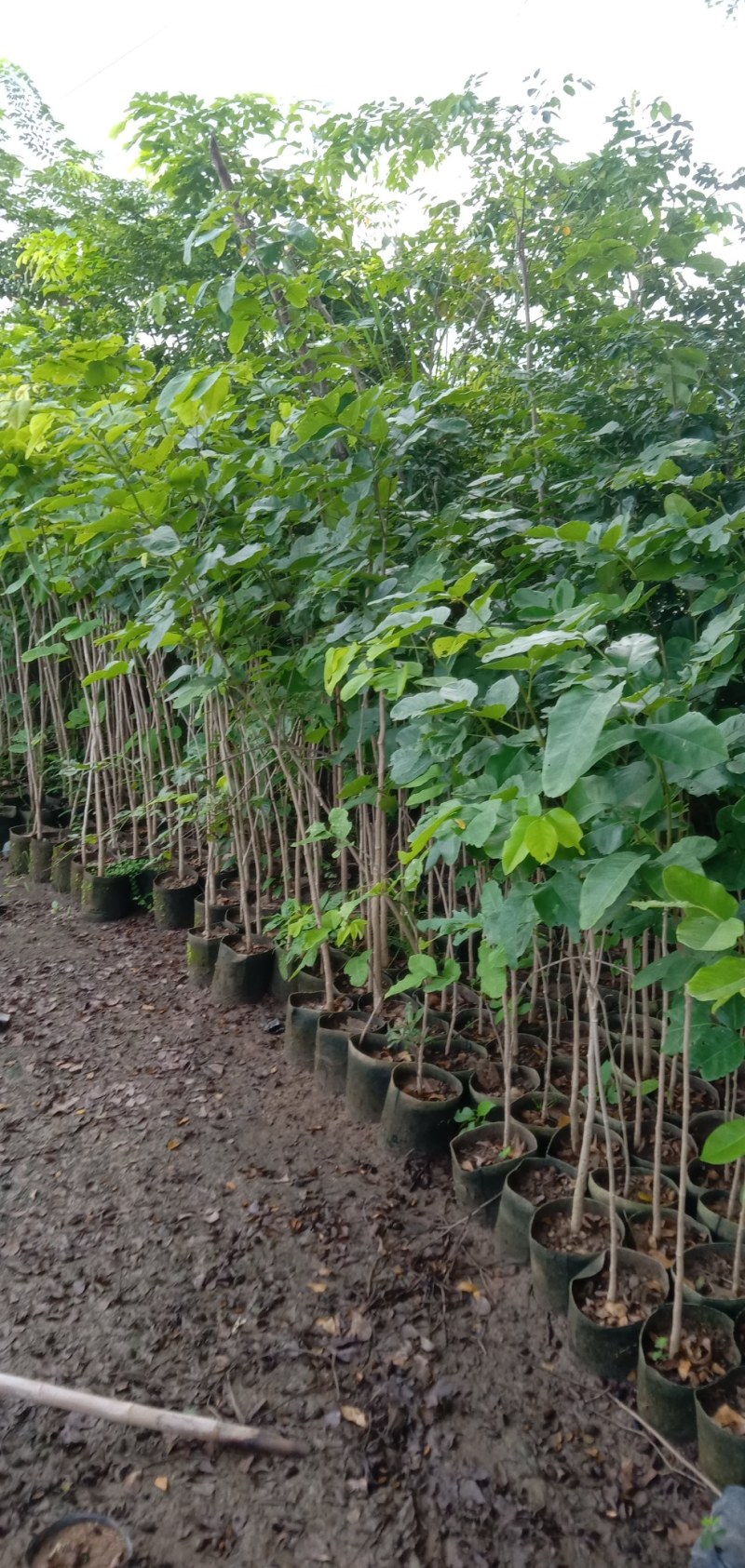珍稀红木树种檀香紫檀苗正宗印度小叶紫檀树苗带土常绿名贵