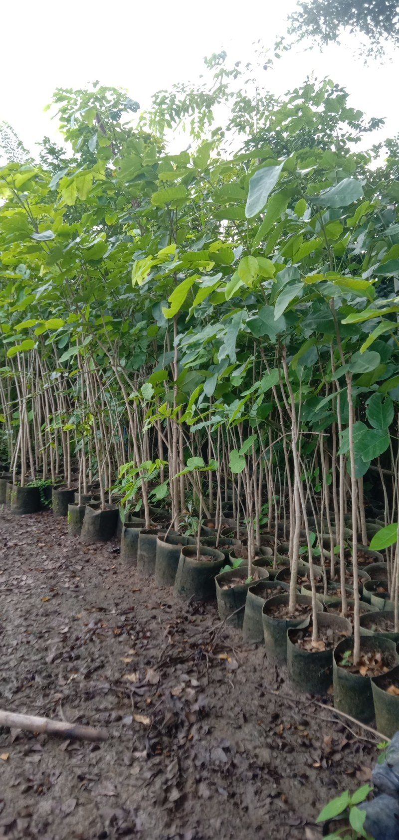 珍稀红木树种檀香紫檀苗正宗印度小叶紫檀树苗带土常绿名贵