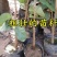 珍稀红木树种檀香紫檀苗正宗印度小叶紫檀树苗带土常绿名贵