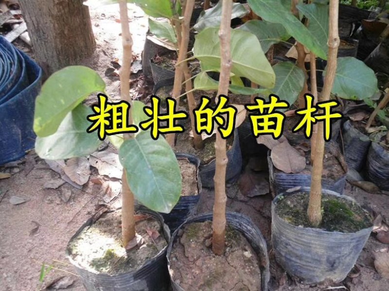 珍稀红木树种檀香紫檀苗正宗印度小叶紫檀树苗带土常绿名贵