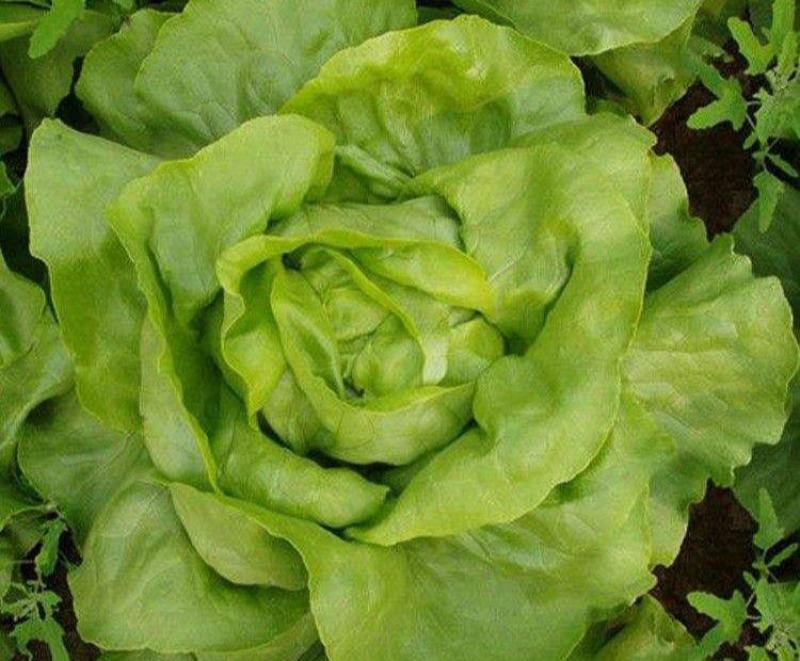 法国奶油生菜种子农田菜地盆栽沙拉菜种子脆甜大叶生菜蔬菜种