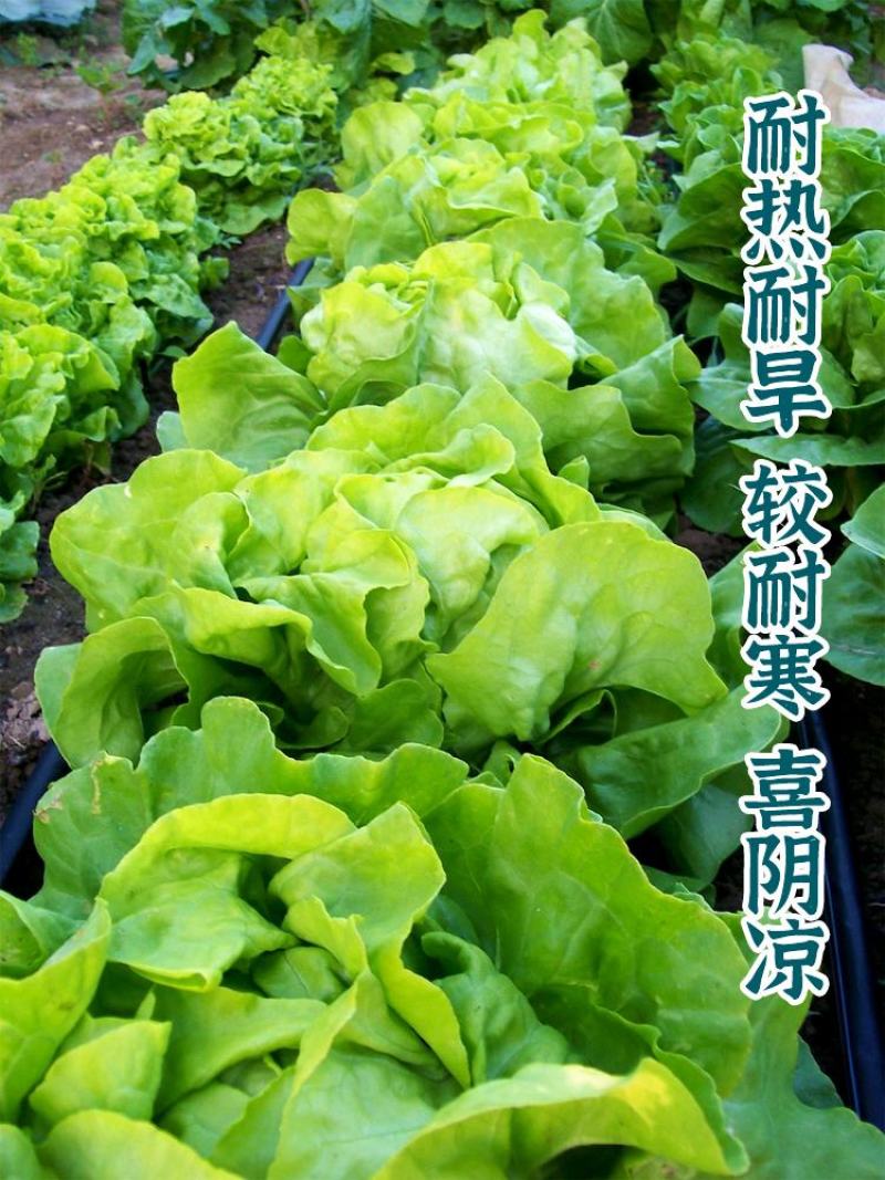 法国奶油生菜种子农田菜地盆栽沙拉菜种子脆甜大叶生菜蔬菜种