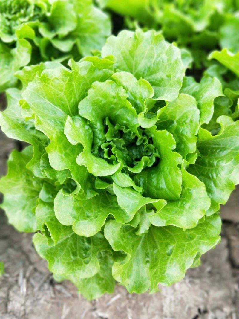 法国奶油生菜种子农田菜地盆栽沙拉菜种子脆甜大叶生菜蔬菜种