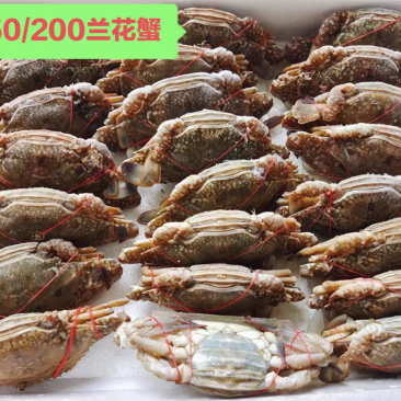 肉质好，价格美丽！兰花蟹！私聊问价！