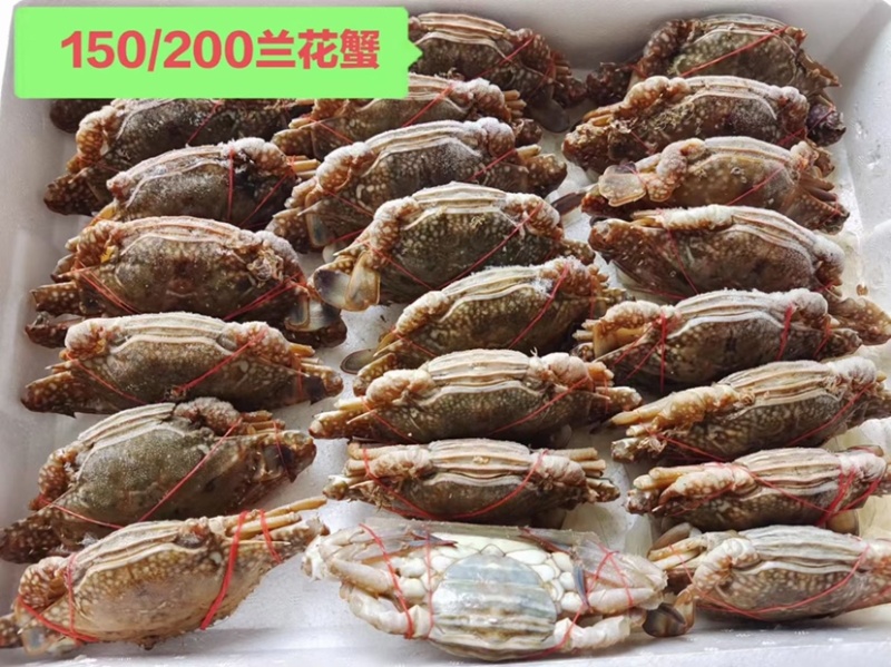 肉质好，价格美丽！兰花蟹！私聊问价！