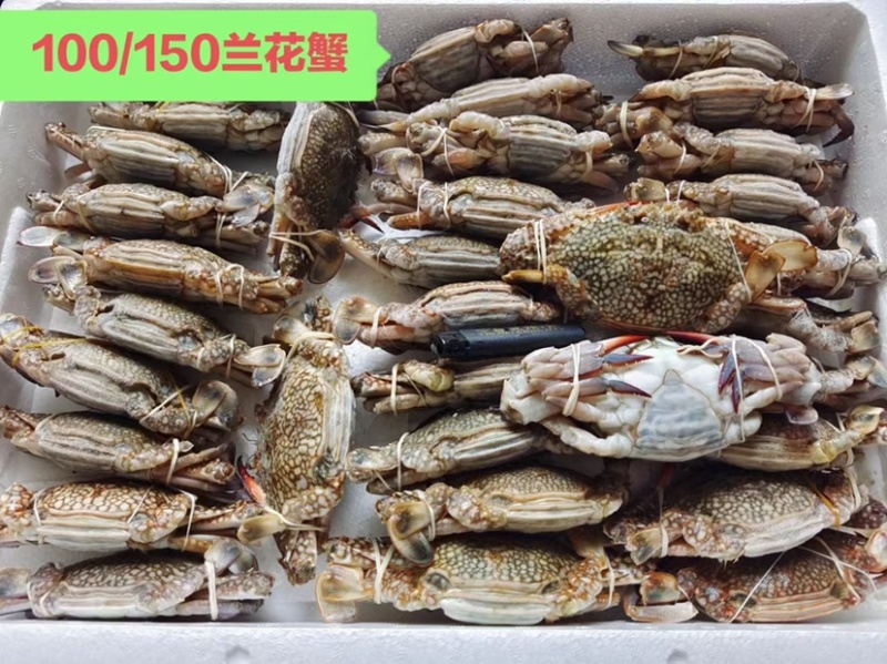 肉质好，价格美丽！兰花蟹！私聊问价！
