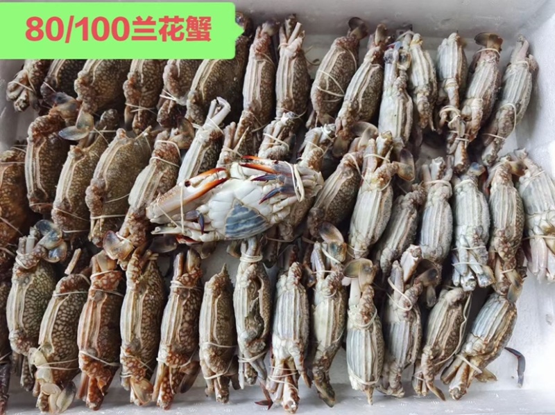 肉质好，价格美丽！兰花蟹！私聊问价！