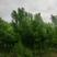 河南产地直供复叶槭10-15公分品种规格齐全可线上看