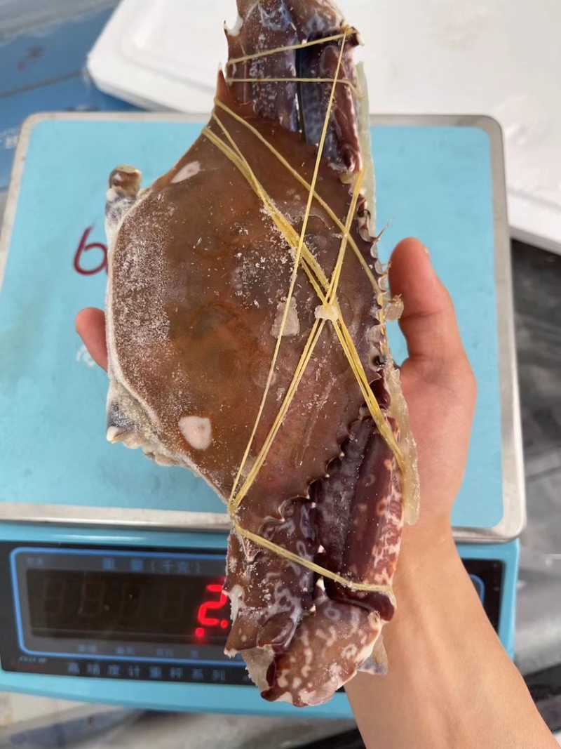 西非蟹！质量杠杠的！😍😍😍肉质巴适，私聊！