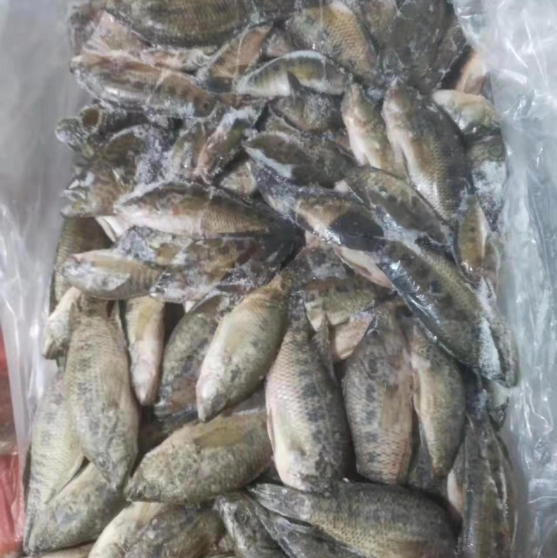 淡水小石斑40斤一板可做食品加工或者饲料鱼粉