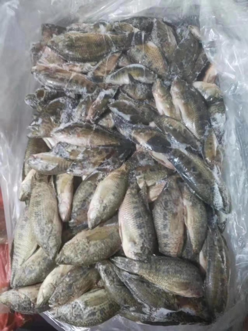 淡水小石斑40斤一板可做食品加工或者饲料鱼粉