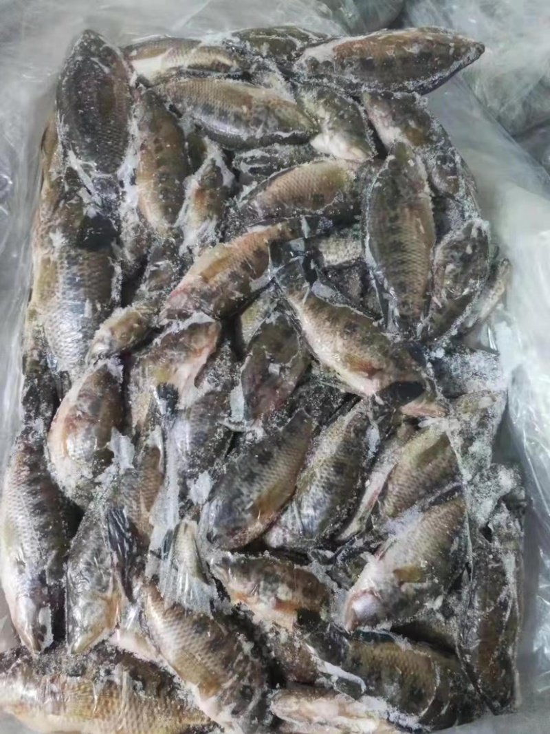 淡水小石斑40斤一板可做食品加工或者饲料鱼粉