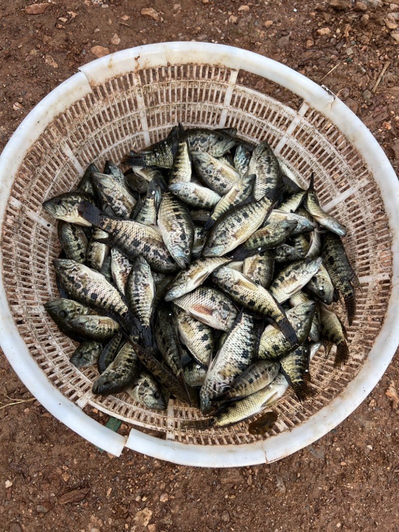 淡水小石斑40斤一板可做食品加工或者饲料鱼粉
