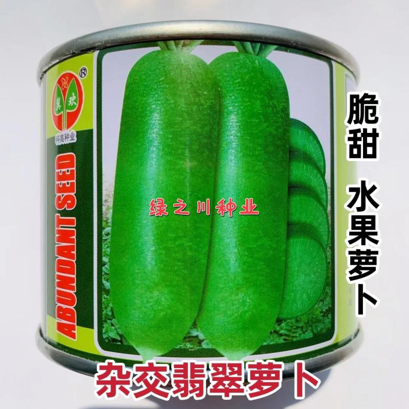 杂交翡萝卜种子，生食脆甜耐贮存肉色翠绿水果萝卜种子杂交