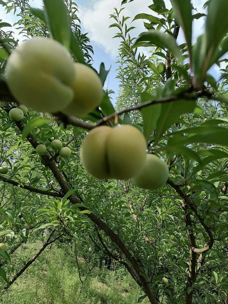 正宗蜂糖李